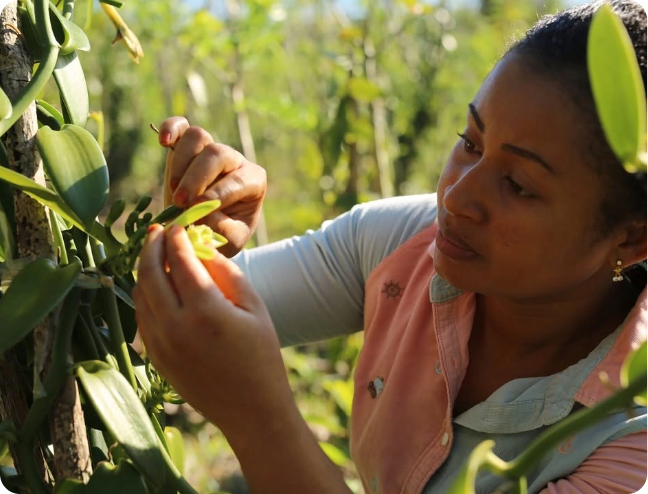 Premium Vanilla Products